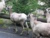 PICTURES/Yellowstone National Park - Day 1/t_Mountain Sheep4.JPG